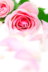 Fototapeta na wymiar rosefarbene Rose mit Blütenblättern