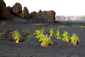 Maîs planté sur des cendres volcaniques, île de Fogo.