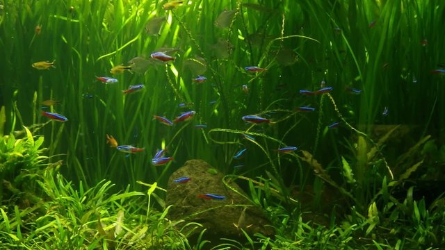 aquarium