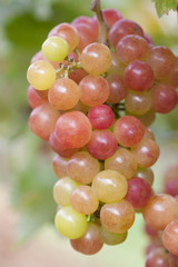 ブドウ畑　甲斐乙女