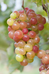 ブドウ畑　甲斐乙女