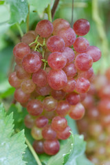 ブドウ畑　甲斐乙女