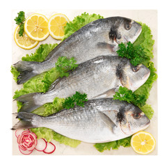 Orate - Fish sea bream