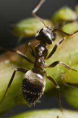 full shot macro of ant