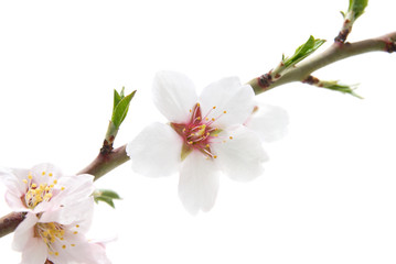Obraz na płótnie Canvas Branch with almond white flowers
