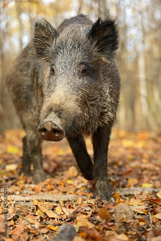 Wall mural wild pig