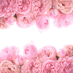 Pink roses border