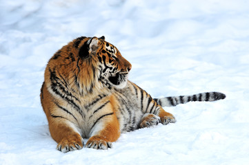 Tiger winter