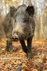 Wild Pig