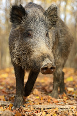 Wild Pig