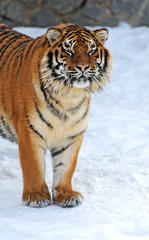 Fototapeta na wymiar Tiger zima