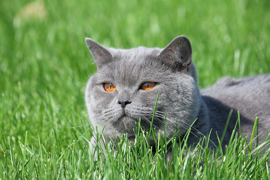 Grey british cat in the grass
