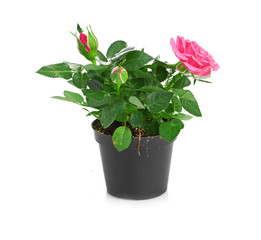 Bunch of pink roses in flowerpot.  isolated on white background
