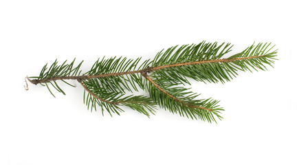 Fir branch