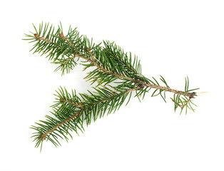 Fir branch