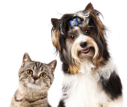 Cat and dog, British kitten and beaver yorkshire terrier