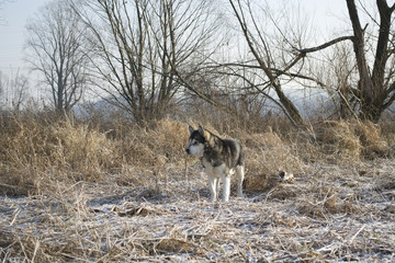 Fototapeta na wymiar Alaskan Malamute pies w polu rzepaku
