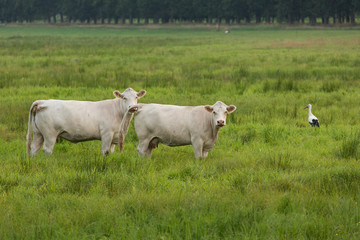 Fototapeta na wymiar Krowy i bocian na trawniku