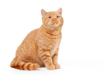 small red british kitten on white background