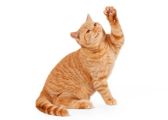 small red british kitten on white background