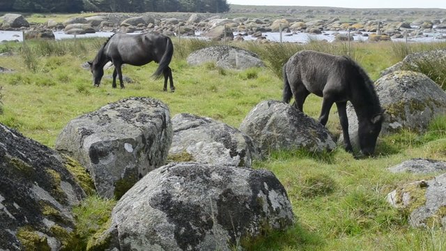 Pferd mit jungen Fohlen