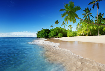 caribbean sea and palms - obrazy, fototapety, plakaty