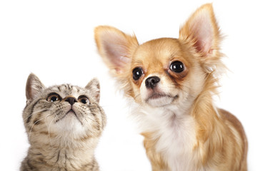 Fototapeta na wymiar British kitten i pies Chihuahua