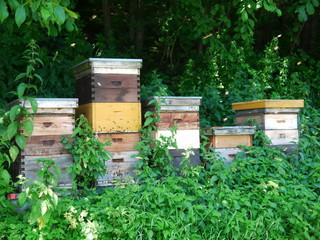 beehive bee hives