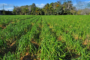 plantation of calcots, catalan sweet onions, in Spain