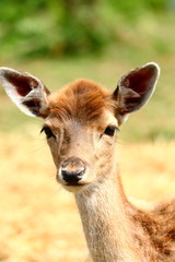 Closeup of a deer head