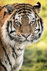 Tuinposter Tiger © davemhuntphoto