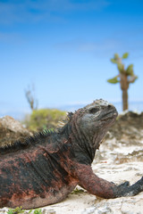 Marine iguana, Galapagos