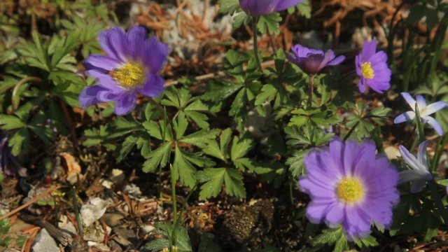 Anemone blanda