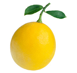lemon leaf