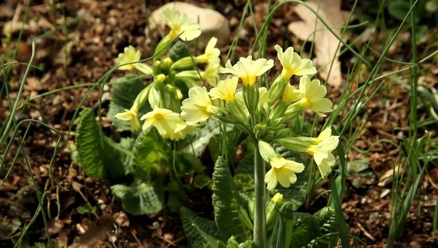 Primula