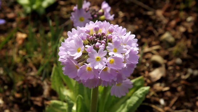 Primula denticulata