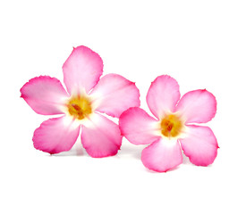 Obraz na płótnie Canvas Floral tle. Zamknąć Tropical różowy kwiat Adenium