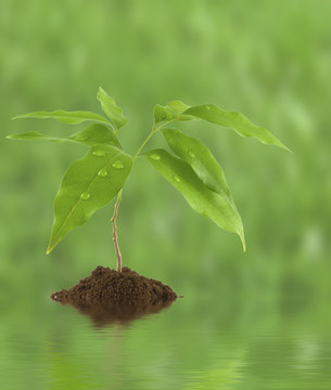 naissance d'un arbre