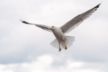 Photo birds seagulls hovering in the sky