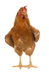 brown  hen