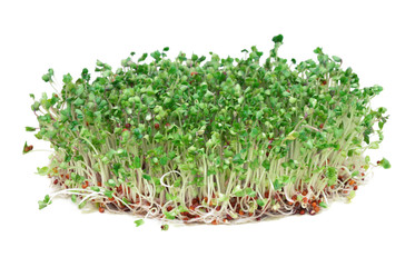 Young broccoli sprouts