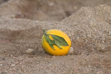 Orange im Sand