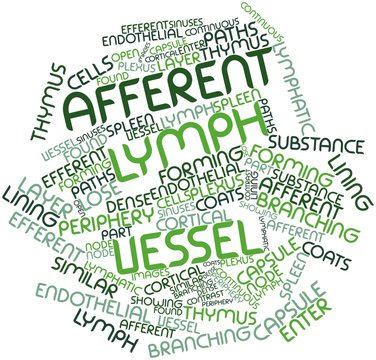 Word cloud for Afferent lymph vessel