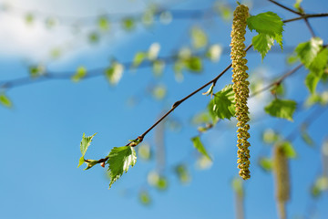Spring fresh green birch leaves on blue sky backround
