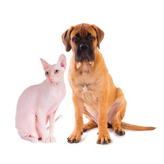 little puppy and cat Don Sphynx