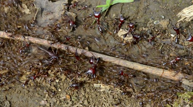 Treiberameisen im afrikanischen Regenwald
