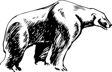 Polar bear