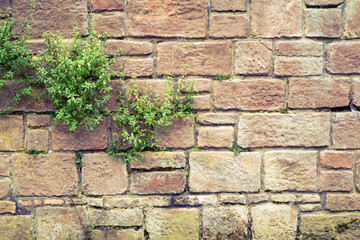 Old medieval wall covered with plants