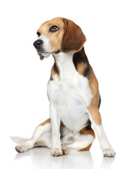Beagle dog sits on white background