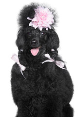 Miniature Poodle portrait